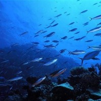 Σχεδόν «νεκρά» τα νερά Ελλάδας και Τουρκίας σε σχέση με την υπόλοιπη Μεσόγειο